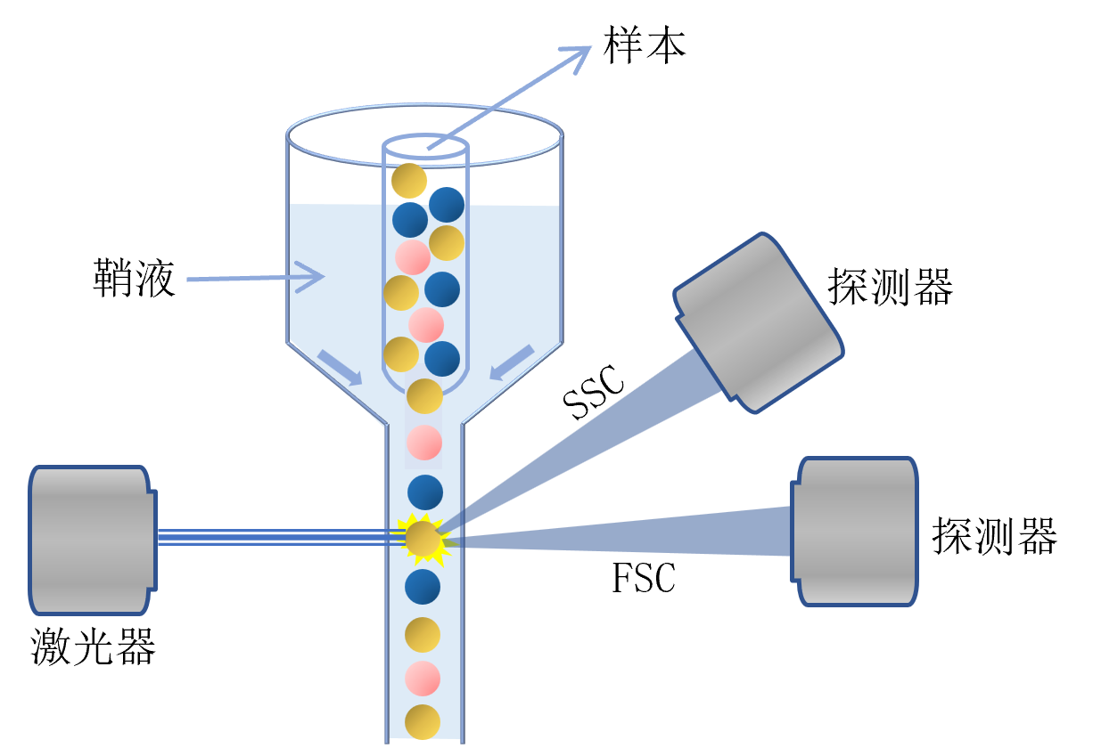 血液細胞檢測原理